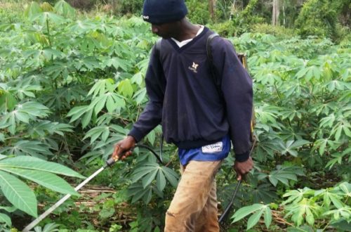 Article : Cameroun: Des études de droit aux travaux champêtres: la faillite de l’Etat