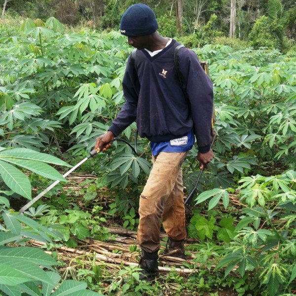 Article : Cameroun: Des études de droit aux travaux champêtres: la faillite de l’Etat